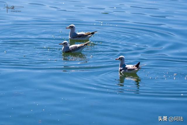 洱海鸟事之:没有鸬鹚代为狩猎,红嘴鸥们的伙食标准似乎有点差哦