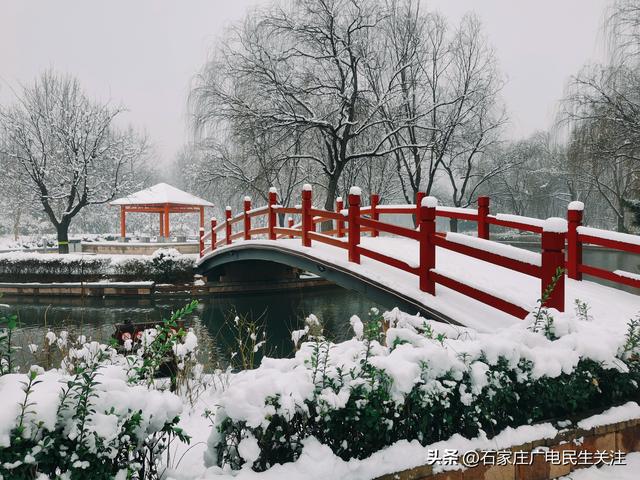 雪落枝头 邂逅石家庄公园罕见春景