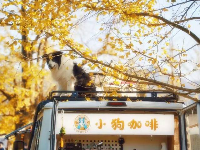 好期待！杭州西南这个银杏谷，进入变色倒计时~