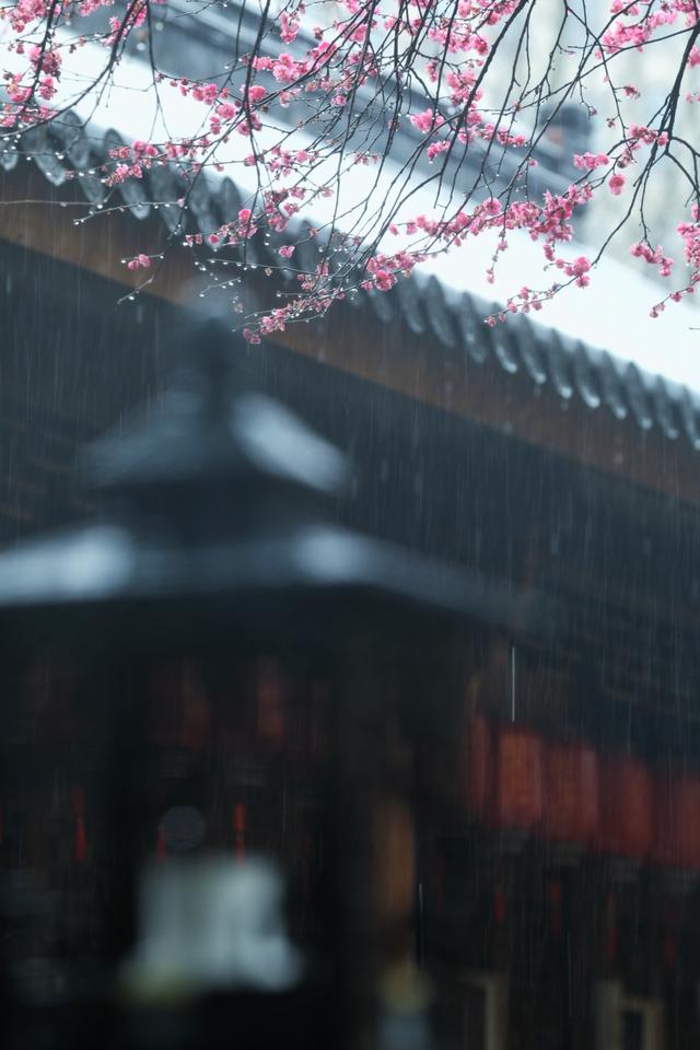 大年初十，春雨中，铁佛寺。一场六瓣梅的告别，看哭了所有人