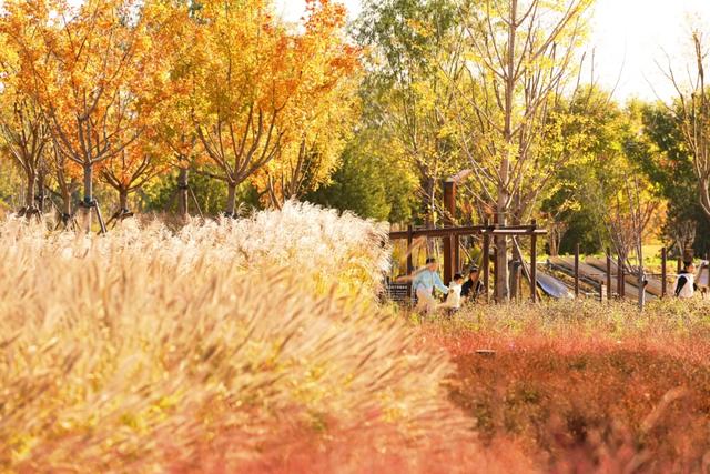秋景秋色秋意浓，北京城市副中心藏着古今交融的浪漫