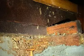 上海人注意! 昨夜白蚁已出动 今年或提前爆发！防蚁关键速看图片