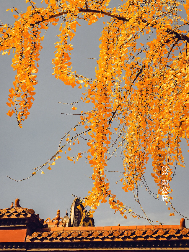 星城鎏金，银杏逐光