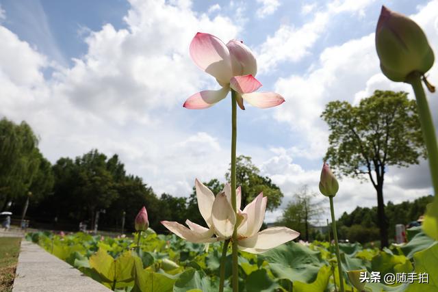 上海闵行文化公园水花园荷花进入盛花期，现实版“莫奈花园”