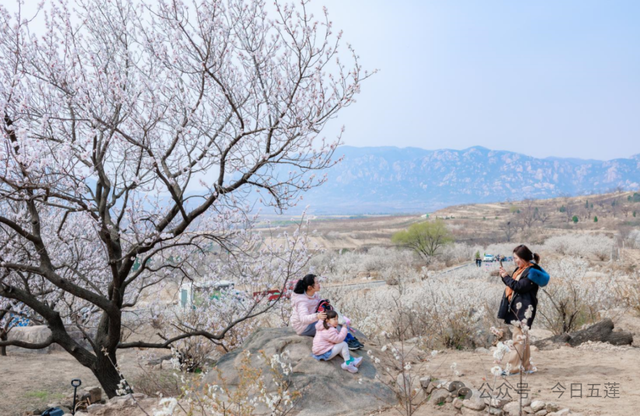 超精彩！五莲大旺花海盛会即将开启！