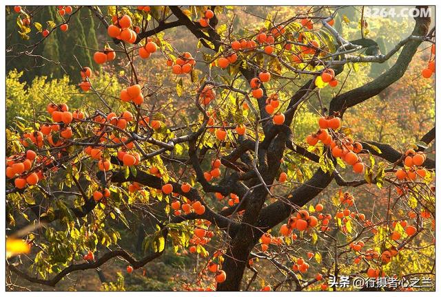 山东行游影记（193）—青州仰天山柿子沟（一）