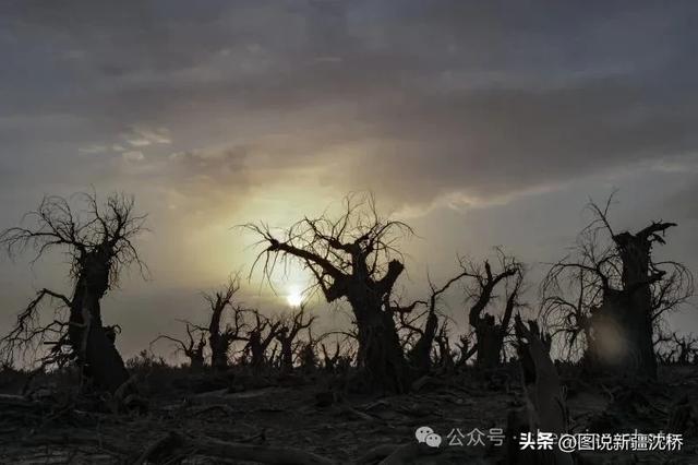 【塔里木河的记忆】塔里木河,再次唱出生命的歌(上)