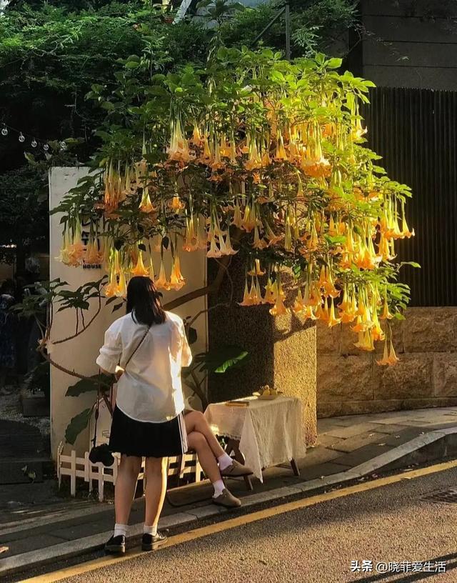 厦门一户人家把“曼陀罗”养大门口，太迷人，吸引无数人拍照打卡