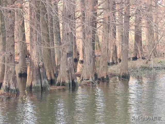 小寒，涢水湿地生态美
