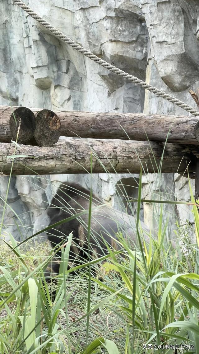降温天逛红山动物园有多爽？