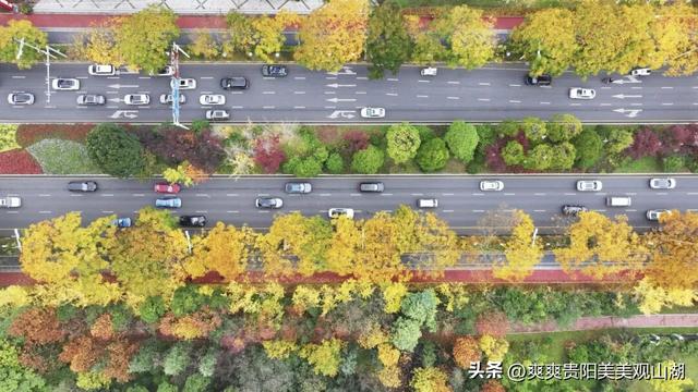 观山湖藏着一封金色情书，落款是银杏与梧桐（附最全攻略）