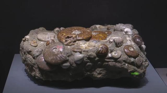 免费开放！石家庄这家博物馆新馆开始试运行