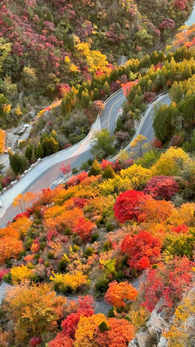 听说，山东的山最近变得「毛茸茸」？