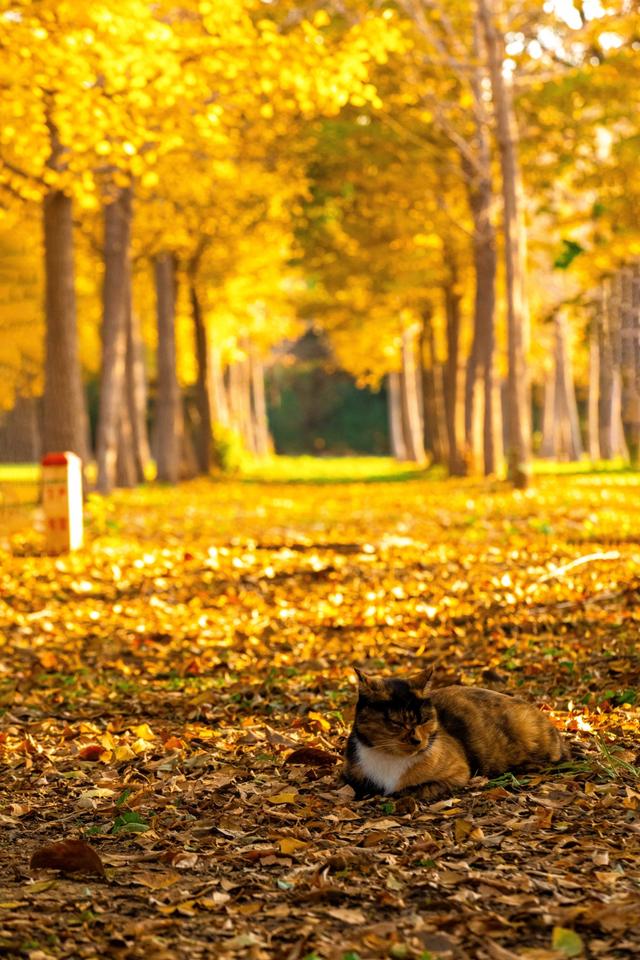 北京秋天金黄色的秘境公园，不收费的东坝郊野，已美成金色海洋