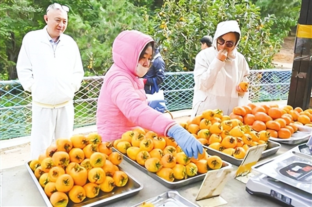 登鹤山赏秋 品“柿”间美味 即墨鳌山卫街道千亩柿子迎丰收 游客尽享采摘乐趣