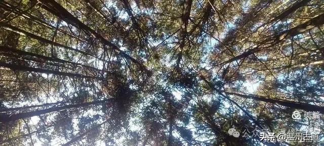 五次试走，终于揭开楠溪江源头永仙边界这条防火道的神秘面纱！