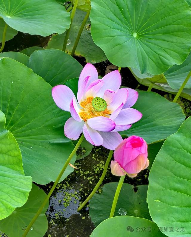 山水园林城 魅力七台河（上篇）