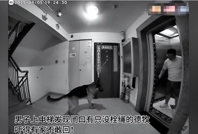 北京男子回家遇德牧拦路，报警反遭威胁，养狗大爷：拿刀砍你丫的