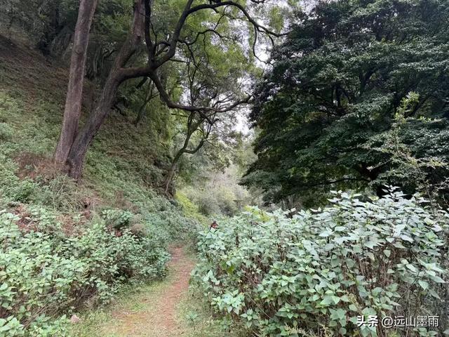 徒步武定香水箐,赏野草香飘、听溪流淙淙,徜徉绿水青山中,惬意