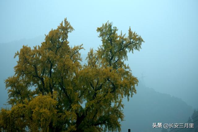 蓝田辋峪，触摸王维的银杏