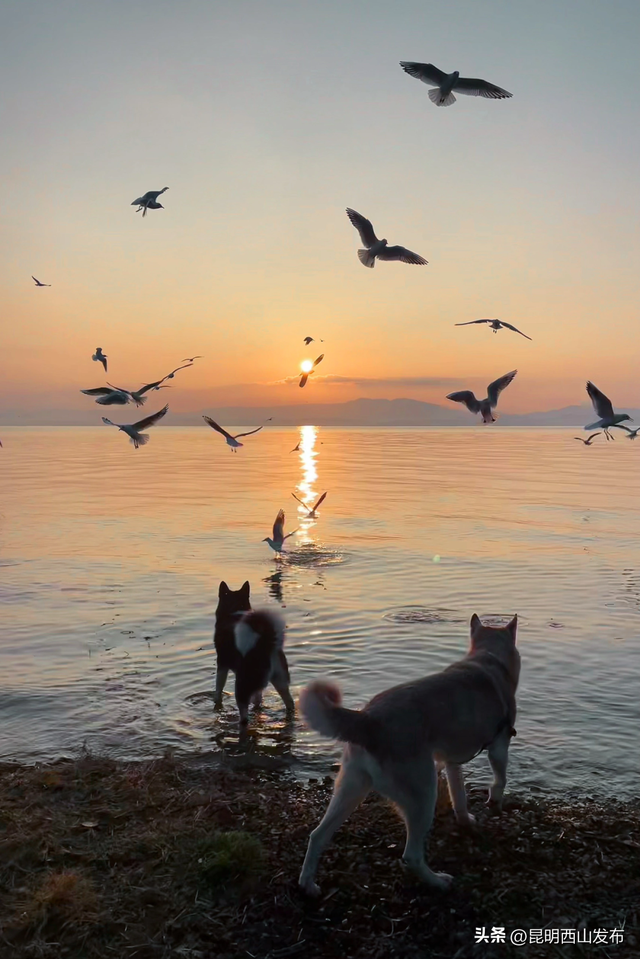 鸥了鸥了，红嘴鸥大部队即将抵达！这些小众“鸥”遇点千万别错过