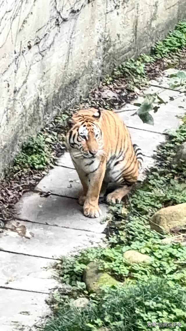 上海动物园的高颜值图鉴