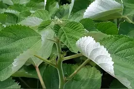 曾在我国南方广泛种植，使用千年都不会腐烂，为何如今无人问津？图片