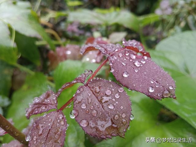 家门口旅游不用花钱真好啊！为了黄贝贝我把老脸都丢尽了