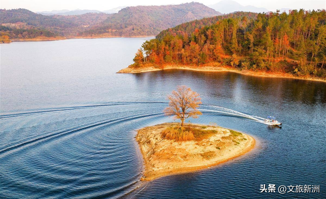 红枫公路、孤独的树......新洲这波秋日「隐藏款」，你知道几个？