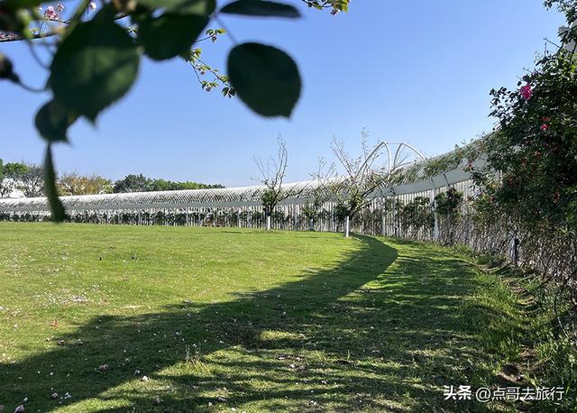 成都蔷薇花开爆了，免费才是最美，花墙瀑布很惊艳，太适合拍照！