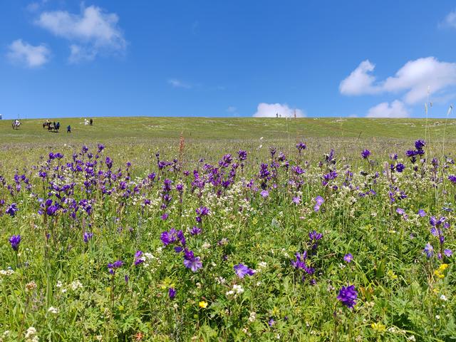 北疆行⑨——穿越喀拉峻草原