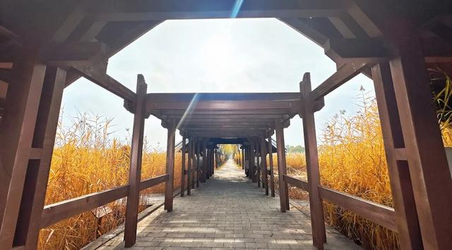 大地艺术与彩叶共绘生态画卷！藏在园博园湿地里的秋日浪漫→