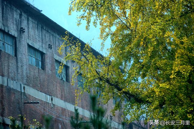 蓝田辋峪，触摸王维的银杏