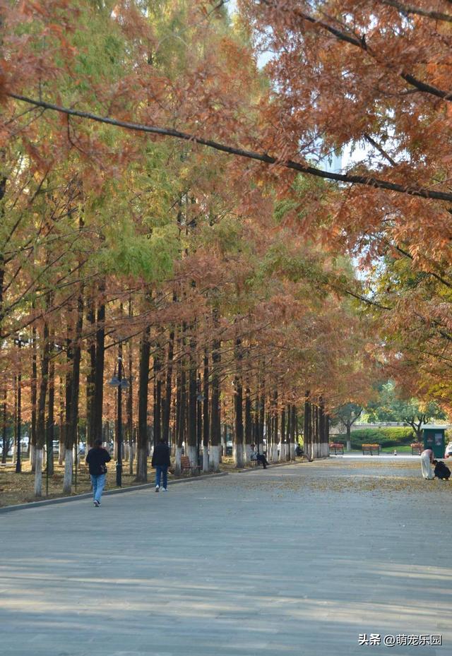 汉口江边池杉换装了，秋日暖橘色叶片，随手一拍都是绝美画面