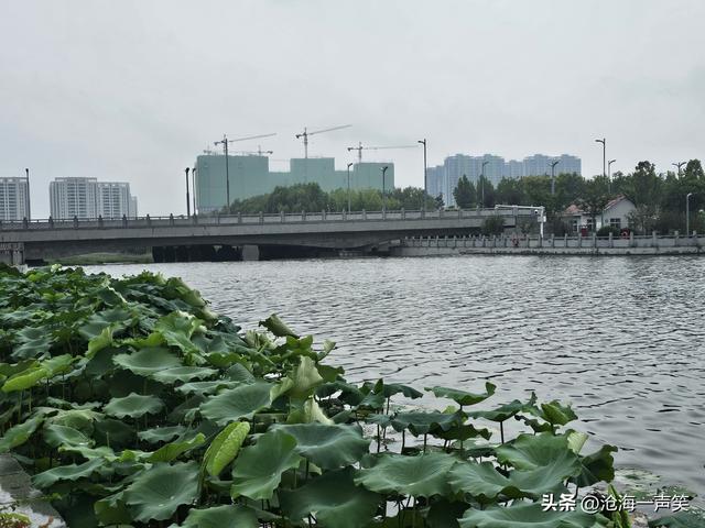 雨中梅湖露营基地的荷叶，更绿了，更美了，更柔了，更俏了！