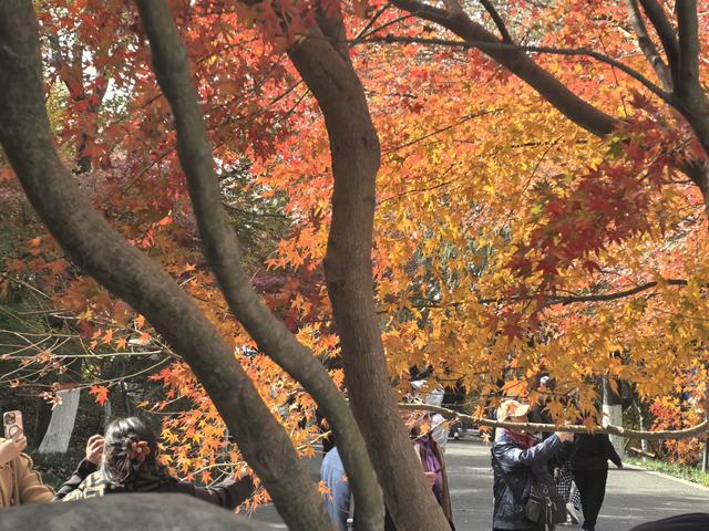 南京栖霞山一日徒步，游千年古刹，看漫山红叶