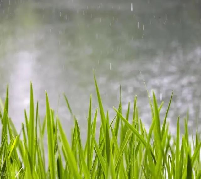 今日入伏，老人说最怕“入伏一日雨”，入伏天下雨有啥预兆？