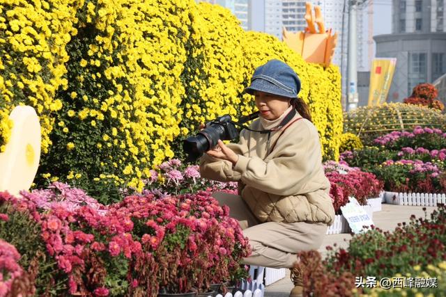 西峰区首届菊花展延长展期 满足市民赏游打卡