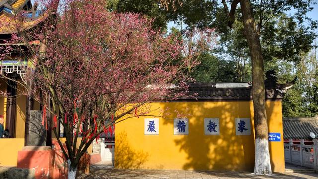 限时“梅”景！郫都这座千年古寺，藏着冬日最治愈的禅意与浪漫