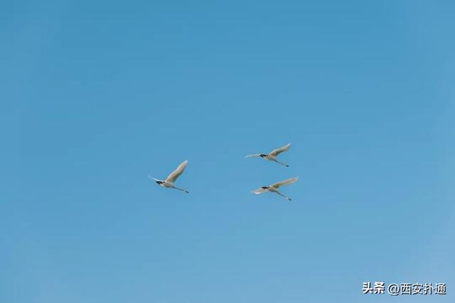 西安出发当日往返，天鹅湖游玩全攻略！