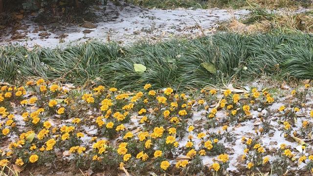 南昌初雪上线！湾里雾凇美成仙境，这份江南冰雪浪漫太惊喜了