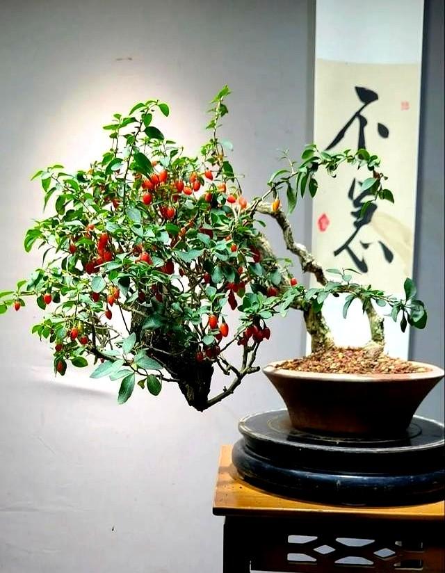 老中医都在养！好看又能入药的中药盆景，种几盆在家，养眼还实用