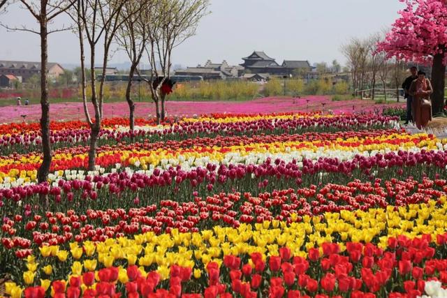 董宇辉向世界推荐，“请花几天时间去山东”！