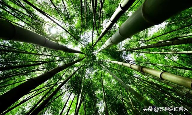 竹海深幽处：大洞游记