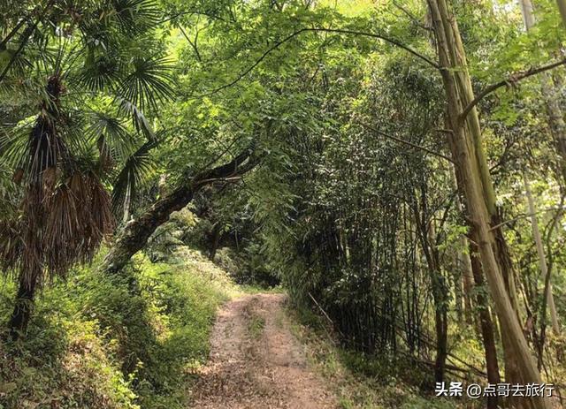 成都龙泉山冷门徒步路线，大片桉树林超美，不要门票，野趣十足！
