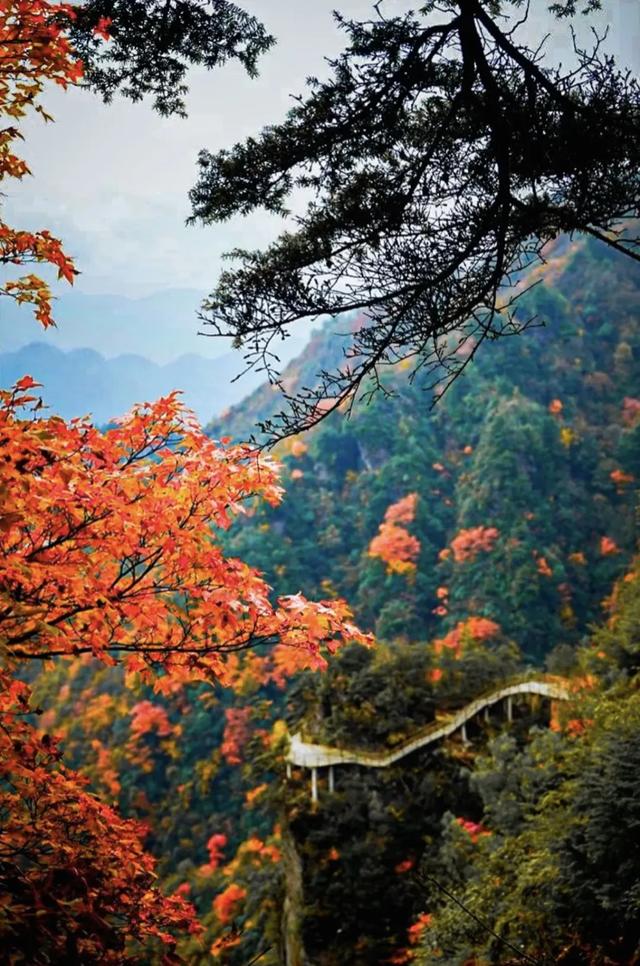 错过等一年!巴山大峡谷秋色刚开场,彩林已美成仙境!