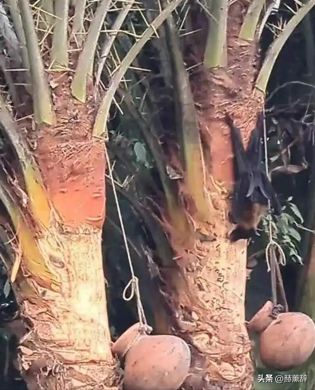 印度爆发尼帕病毒，死亡率达75%	，世界经不起折腾，中国也有病原