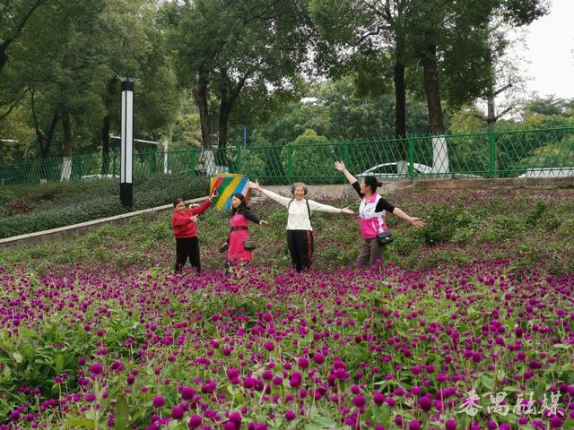 古树公园换新装 番禺东环街“百千万工程”绘就生态新景