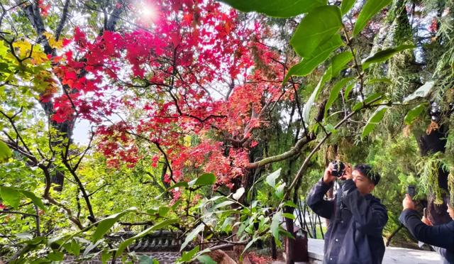 此时的你,被美到了!