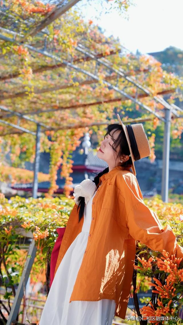 我在仁和等你丨炮仗花瀑如焰,带你提前走进“春节模式”